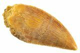 Serrated Raptor Tooth - Real Dinosaur Tooth #347016-1